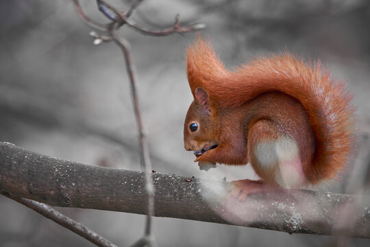 red squirrel on a tree