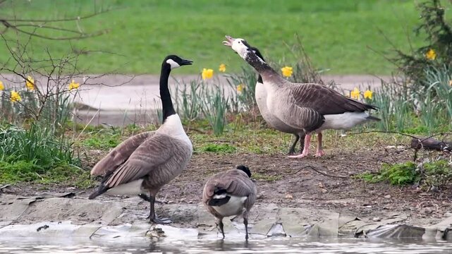 Hybride bernache du Canada (Branta canadensis) x Oie &agrave; t&ecirc;te barr&eacute;e (Anser albifrons) parmi les bernaches du Canada &ndash; oiseau rare dans un groupe