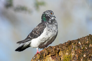 Pigeon biset leucique (Columba livia) posé sur un arbre – oiseau avec plumage clair dans son...