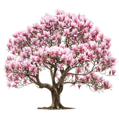 Pink Magnolia Tree in Full Bloom Beautiful Springtime Blossoms,