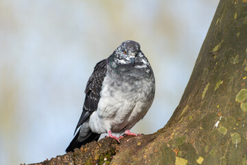 Pigeon biset leucique (Columba livia) posé sur un arbre – oiseau avec plumage clair dans son...