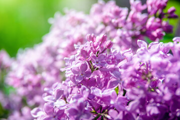 Pink lilac blooms in the Botanical garden