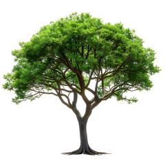 Lush green tree isolated on black background nature photography