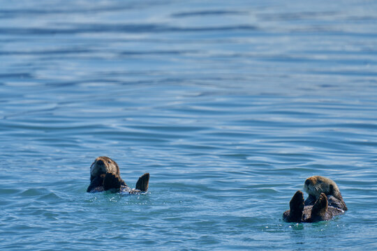 Sea otter