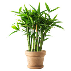 Obraz premium Lush Green Bamboo Plant in Terracotta Pot Home Decor