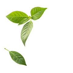 Fototapeta premium Fresh Green Leaves Natures Beauty isolated on transparent background