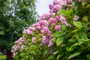 Obraz premium Close-up of beautiful pink hydrangea bushes in the garden