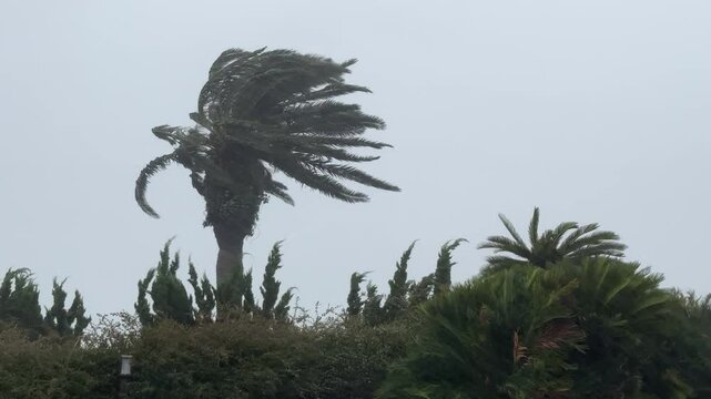 Strong Wind Rustles Palm Tree as Typhoon Hits Land -  Lan
