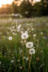 Dandelion wisps dance in the warm sunset breeze across a lush, vibrant meadow filled with wildflowers in springtime