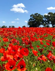 Selbstklebende Fototapeten Remembrance poppies create vibrant carpet in peaceful landscape for anzac day © Stefan Schurr