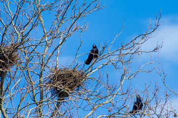 Nids de corbeaux freux (Corvus frugilegus) dans une corbeautière au sommet des arbres sous un ciel bleu – colonie d’oiseaux en période de nidification