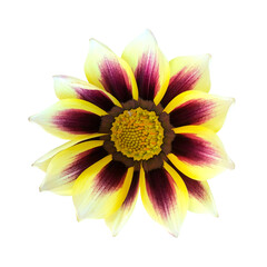 赤紫のガザニアの花