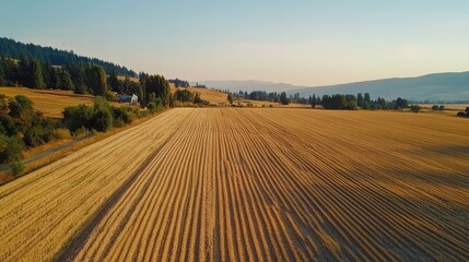 Obraz premium Golden Wheat Field Landscape with Clear Blue Sky and Rolling Hills in the Background, Nature's Beauty Captured at Sunset Hours in Rural Area