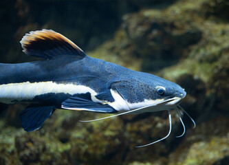 Flathead catfish in an aquarium. Flathead catfish is the only representative of the genus...