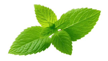 mint leaves  , isolated on transparent background