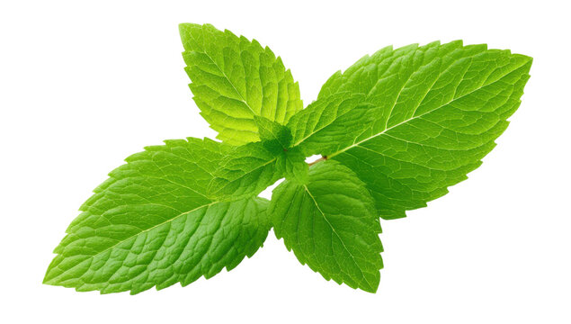 mint leaves  , isolated on transparent background