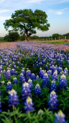 lavender field in provence