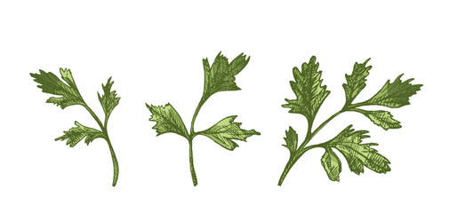 Hand drawn colored vintage sketch of three parsley herb branches in engraving style, isolated vector illustration