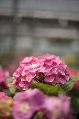 Obraz premium pink hydrangea in the garden