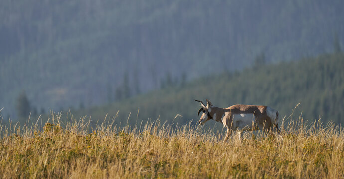 deer in the grass