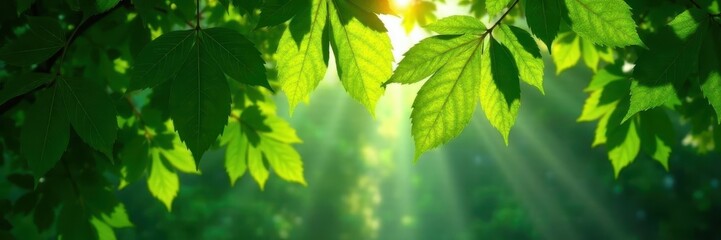 Fototapeta na wymiar Emerald canopy, sunlight dappled through dense leaves , ecology, graphics