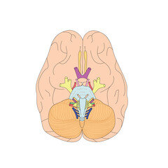 Adobe Illustrator Artwork. The cranisl nerves. Vector illustration