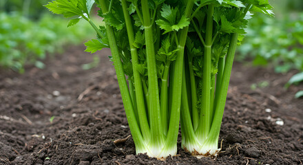 Obraz premium A bunch of vibrant green celery stalks stand tall and proud in a freshly tilled, dark brown dirt patch