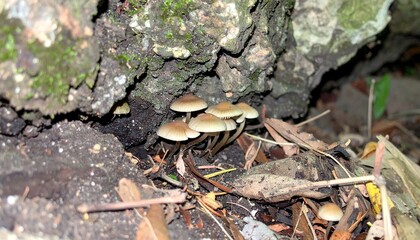 洞の前で群生する小型キノコに宿る自然の緻密なデザイン
湿った洞の前に広がるキノコたちが、自然界が生み出す緻密な美しさを伝えてくれる。
