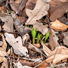 Fototapeta premium 落ち葉の布団から目覚めた若い芽が見せる命の輝き 落ち葉に包まれていた若芽が、ついに顔を出し、新しい世界に向かって伸びていく。