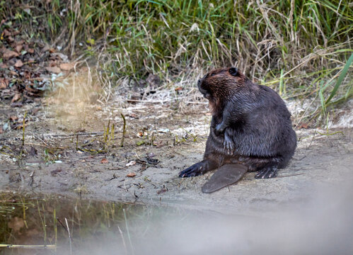 fat beaver