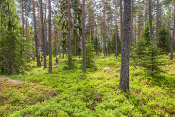 View into a coniferous forest with green blueberry rice on the ground