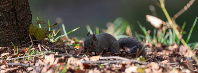 可愛いニホンリス	