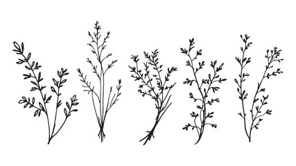 Cooking Herbs Collection line art elegant simple plant illustrations