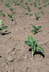 Young sprouts of cabbage in a farm field. Planting cabbage seedlings in rows. Copy space. 