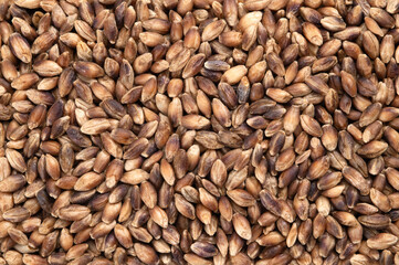 敷き詰められたハダカムギ