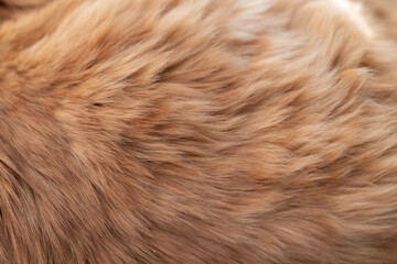 可愛い猫の毛並みをマクロレンズで撮影