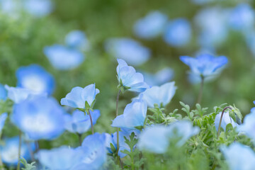 咲いている美しいネモフィラ	