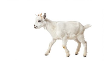 Fototapeta premium A small white goat walking on a white background in a studio environment shot