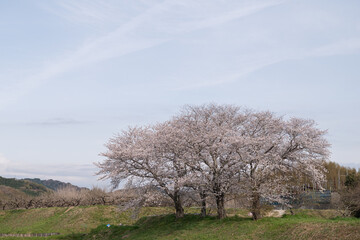 桜が咲く日本の風景	