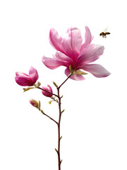 Looking up at tall pink magnolia flower with a bee flying around isolated on white or transparent background