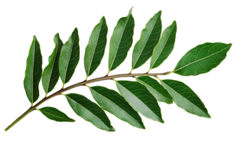 Green leaf border frame vector illustration on a transparent background, in PNG file format for Adobe Illustrator.