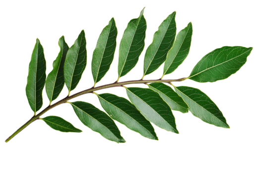 Green leaf border frame vector illustration on a transparent background, in PNG file format for Adobe Illustrator.