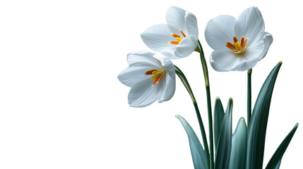 Fototapeta premium delicate snowdrop blossom with pure white petals gently drooping, presented on transparent background 