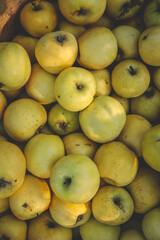 Close-up of freshly harvested yellow apples with natural imperfections, stacked together in warm sunlight