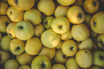 Close-up of freshly harvested yellow apples with natural imperfections, stacked together in warm...