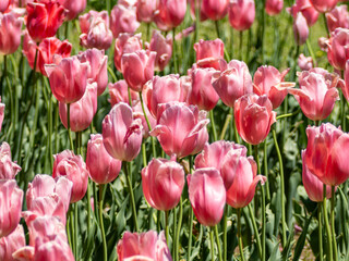 ピンクのチューリップ