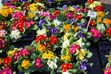 Bunt Blühende Primeln zum Verkauf  auf einem Blumenmarkt, Closeup, Deutschland