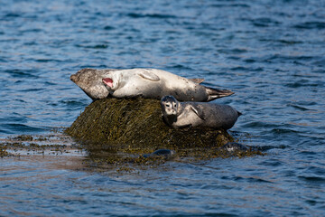 Fototapeta premium Se dorer la pilule 