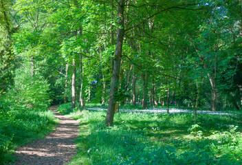 Nice walk in a park in spring, Belgium