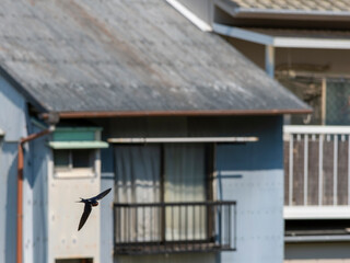 住宅地を飛ぶツバメ